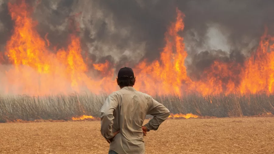 Incêndio em plantação de cana de açúcar em Dumont, SP, em 24 de agosto de 2024
Imagem: JOEL SILVA/REUTERS